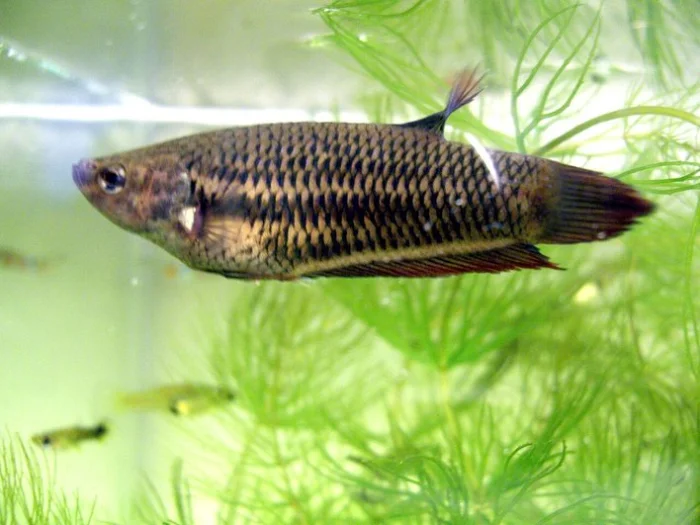 Здоровая самка Betta splendens