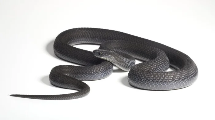 Dasypeltis albigularis