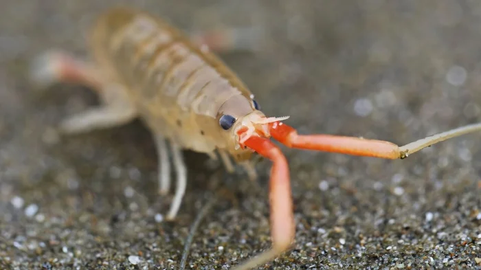 Песчаный рачок Megalorchestia californiana